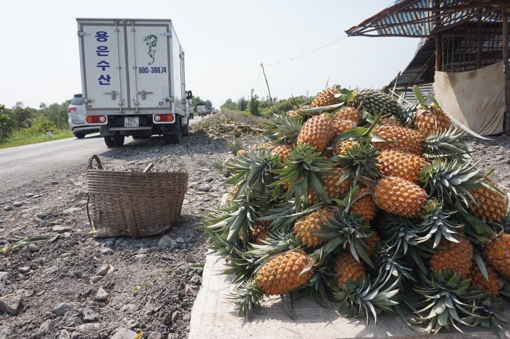 Cây khóm đang lao đao.